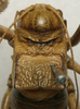 CollectionObject 1535980; 96e6f6d8-f39b-4c4b-b52d-d39306bc0feb: female pronotum, dorsal view (syntype). (CollectionObject).