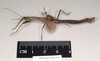 CollectionObject 1561274; b321227c-ed38-4743-8052-c0567dfdf3ec: copyright Natural History Museum, London. male, lateral view (holotype). (CollectionObject).