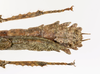 CollectionObject 1590159; e86c7da8-db53-421f-847b-132d6e3ea04a: copyright MNHN, Paris. female: end of abdomen, dorsal view (neotype). (CollectionObject).