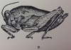 Cingalina salebrosa Hebard, 1932: female, lateral view (allotype). (Otu).