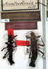 CollectionObject 1556941; NMW 65, 6339c9b2-48a1-4686-a6c7-967737d56864: copyright NMW. female (paralectotype on left) -- A. ornatum on right. (CollectionObject).