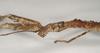 CollectionObject 1559426; NHMUK(SF IMPORT DUPLICATE) 844602, 404a42de-b0fc-4c69-be1c-c11288a485f8: copyright Natural History Museum, London. female: head and thorax, lateral view of synonym Lonchodes hosei herberti (holotype). (CollectionObject).