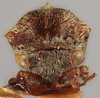 Head on Gargara (Gargara) triangulata Funkhouser, 1918: (Observation).