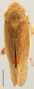 Habitus, dorsal view: !! display not done !! on Limbanus Oman, 1949: Limbanus omani, dorsal habitus. (Observation).