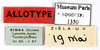 CollectionObject 1587329; MNHN(SF IMPORT DUPLICATE) MNHN-EP-EP1350, cc42720c-6e80-45fd-97c6-e9c4c7a93607: CC BY-NC-ND 4.0/MNHN - Depraetere Marion - 2014. Paratype, female, of lineata Grandcolas, 1994. Specimen number: MNHN-EP-EP1350. http://coldb.mnhn.fr/catalognumber/mnhn/ep/ep1350. (CollectionObject).