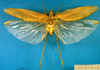 CollectionObject 1501752; f76e118a-2166-4963-a6da-3be1c2991afa, DORSA BTdapgenS03: male, dorsal view (syntype). (CollectionObject).