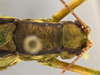 CollectionObject 1593121; 824ab3d3-7aa9-4eb8-9b41-ae0a2e550586: male head and pronotum, dorsal view. (CollectionObject).