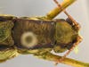 male head and pronotum, dorsal view. Depicts CollectionObject 1593121; 824ab3d3-7aa9-4eb8-9b41-ae0a2e550586, a CollectionObject.