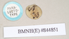 CollectionObject 1562029; eca50ffd-5ecd-4700-bb73-81f80c633884: copyright Natural History Museum, London. female, data labels [round label reversed] of Necroscia sipylus (paralectotype). (CollectionObject).;CollectionObject 1562030; 7567f662-c345-4d65-8ecb-01c7d6d4ef45: copyright Natural History Museum, London. female, data labels [round label reversed] of Necroscia sipylus (paralectotype). (CollectionObject).