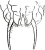 Dasylistroscelis neivai Mello-Leitão, 1940: male subgenital plate and cerci. (Otu).