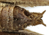 CollectionObject 1539767; cf7865f3-895f-4d78-99e4-136bb8391798: male cerci (holotype of Metrioptera minuta). (CollectionObject).