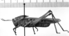 CollectionObject 1530111; b8901b4e-e9ad-475e-9441-13847d3b31e0: Image Carbonell, C.S. male, lateral view (syntype). (CollectionObject).