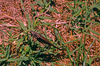 CollectionObject 1576942; dc08eb6a-5bf8-44c5-b163-f1601a19eb7e, CH4139: male. (CollectionObject).