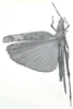 Paradoriaella tuberculata Willemse, 1961: Pl. 2, Fig. 3. female holotype, dorsal view. (Otu).