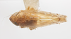 Habitus, dorsal view: !! display not done !! on Osbornellus ater Beamer, 1937: (Observation).
