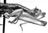 CollectionObject 1533816; 3845fe16-5fa1-454e-917a-fe309e27d464: Image Carbonell, C.S. male abdomen end, lateral view (paratype). (CollectionObject).