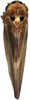 Habitus, dorsal view: Habitus (I. dorsispina Cao, Huang & Zhang). (Observation).