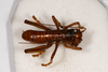 CollectionObject 1531218; c1232a83-d9c3-4924-81ef-49dbdabae07e: female, dorsal view (lectotype). (CollectionObject).