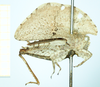 CollectionObject 1500871; 11def069-6669-4611-8caa-98a04d7053e0, MfN 6561: female (holotype), lateral view. (CollectionObject).