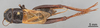 CollectionObject 1522822; b27c3b75-6e6b-43ff-8ae4-f2bebfec177b: Male, dorsal view (lectotype). (CollectionObject).
