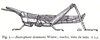 Bactrophora dominans Westwood, 1842: Fig. 2. male, lateral view (total body length 45 mm, elongation of head 10 mm, pronotum 7 mm). (Otu).