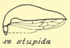 Habitus, lateral view: !! display not done !! on Carynota stupida (Walker, 1851): (Observation).