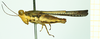 CollectionObject 1531484; 248299c0-b6e6-48de-8393-c6ef4a5579fe: male, lateral view (syntype). (CollectionObject).