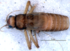 CollectionObject 1581935; ab4af301-f557-49b7-b092-88fcb4036b9f: male, dorsal view (paratype). (CollectionObject).