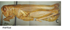 Melanoplus mantua Otte, 2012: male. (Otu).
