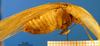 CollectionObject 1502911; e4e58ae3-53e9-41a3-a94a-44dc3106dab6: male, lateral view. (CollectionObject).