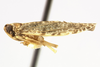 Habitus, lateral view: !! display not done !! on Synecdoche grisea (Van Duzee, 1908): (Observation).