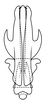 Aedeagus, posterior view on Coarctana taurina Domahovski & Cavichioli, 2023: Male holotype [DZUP]: aedeagus, posterior view. (Observation).