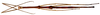 CollectionObject 1567615; 803e8e45-f31c-488d-ae30-c12de440af05: copyright Brussels. female, dorsal view (paratype). (CollectionObject).;CollectionObject 1567616; acf2328f-c402-441c-b28e-e7ca43a45d1d: copyright Brussels. female, dorsal view (paratype). (CollectionObject).;CollectionObject 1567617; 54e7e8da-4583-4543-a2f4-a88723df4de3: copyright Brussels. female, dorsal view (paratype). (CollectionObject).