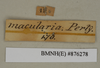 CollectionObject 1572940; 7efefa6f-ef3a-4f2b-a2a1-29dd13d6244a: Copyright Natural History Museum, London. Labels from non-type (adult female) in BM(NH). (CollectionObject).
