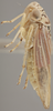 Habitus, lateral view: !! display not done !! on Bucephalogonia xanthophis (Berg, 1879): Lateral. (Observation).