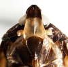Head: !! display not done !! on Cixidia (Epiptera) opaca (Say, 1830): (Observation).