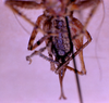 CollectionObject 1506719; 8374416d-c355-4d75-b2d0-9c30c6c49a30: female subgenital plate (holotype). (CollectionObject).