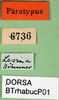 CollectionObject 1501869; 7fc097e0-7036-4b2d-a0d3-e00cd234ca90: labels (syntype). (CollectionObject).