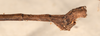 CollectionObject 1557975; ce4627cc-215c-49b8-89ef-d2c6d1c16915: copyright OUMNH. male: end of abdomen, lateral view (holotype). (CollectionObject).