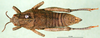 CollectionObject 1502764; 8d15902a-bb9f-4f1a-a1eb-779bf8d72515: female, dorsal view (paratype). (CollectionObject).