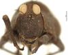 CollectionObject 1533861; f5ec2d3a-b9b0-4231-9c7f-3d3b533d705f: male, frontal view (syntype). (CollectionObject).