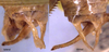 CollectionObject 1520726; 654ceaa3-2425-4f02-a926-c02a6aae7d86: male cerci (syntype). (CollectionObject).