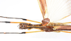 CollectionObject 1590071; f2b77b92-d661-4edc-b3f6-3668100ad168: copyright Oskar Conle. female: head & thorax, dorsal view (paratype). (CollectionObject).