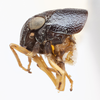 Habitus, lateral view: !! display not done !! on Bruchomorpha duocantha Caldwell, 1945: (Observation).