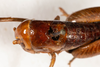 CollectionObject 1537339; 61d365f1-11bd-44b2-ab9d-920770231826: female, dorsal view (syntype #1). (CollectionObject).