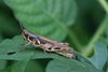 FieldOccurrence 98; 49bb0dc8-3861-4635-815e-1d748b772390; Tanzania
Uluguru forest above Morningside, 2016/02/??: (FieldOccurrence).