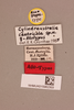 CollectionObject 2045032; NHMUK015982303, 44c240a0-7a2e-4626-8634-31519c3313c6: labels (allotype). (CollectionObject).