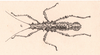 CollectionObject 1563975; d532f131-08b9-4f23-a873-260d672e423b: from Westwood, 1859. female (paralectotype). (CollectionObject).