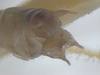 Hamayulus rufomaculatus Fialho, Chamorro-Rengifo & Lopes-Andrade, 2014: male, apex of abdomen (paratype). (Otu).
