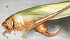 CollectionObject 1566600; NMW 14175, 91a614e2-7fc2-41de-8124-a8d630d614f8: female, lateral view (paralectotype). (CollectionObject).